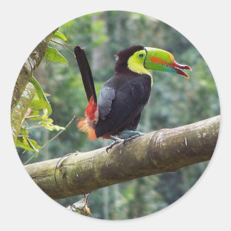 Keel Billed Toucan Classic Round Sticker