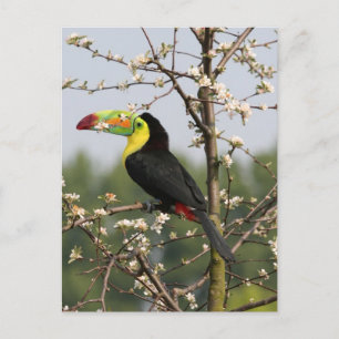 Keel billed Toucan Postcard