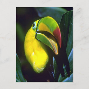 Keel-billed toucan postcard