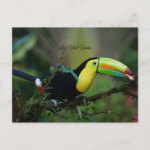 Keel Billed Toucan, tropical bird Postcard