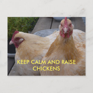 Keep Calm and Raise Chickens Postcard