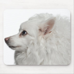Keeshond (10 years old) close-up mouse pad