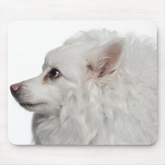 Keeshond (10 years old) close-up mouse pad (Front)