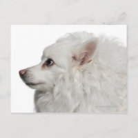 Keeshond (10 years old) close-up