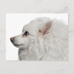 Keeshond (10 years old) close-up postcard