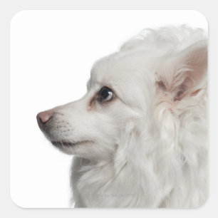 Keeshond (10 years old) close-up square sticker