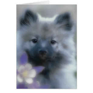 Keeshond and Columbine  - Dog Photograph