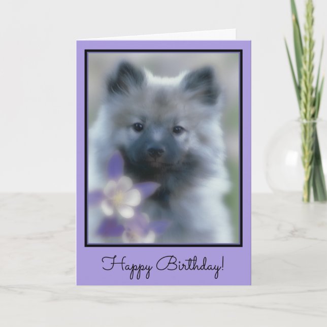 Keeshond and Columbine  - Dog Photograph Card (Front)