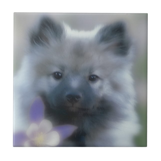 Keeshond and Columbine  - Dog Photograph Ceramic Tile (Front)