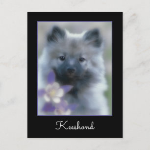 Keeshond and Columbine  - Dog Photograph Postcard