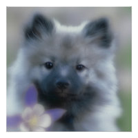 Keeshond and Columbine - Dog Photograph