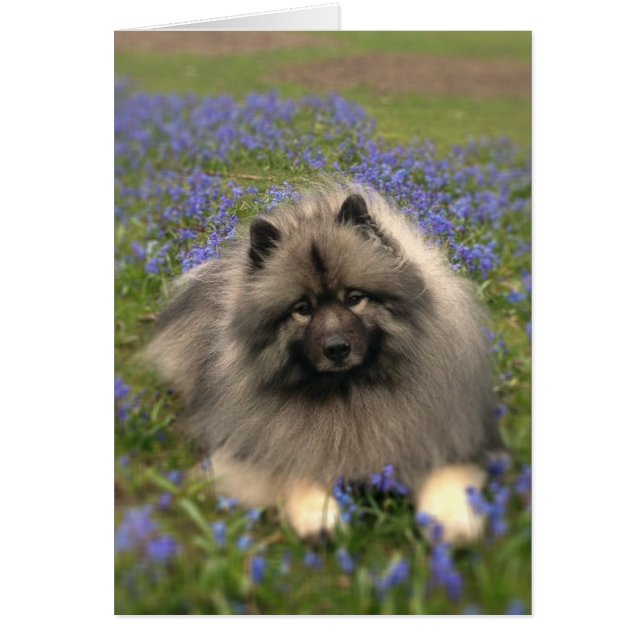 Keeshond and Flowers (Front)
