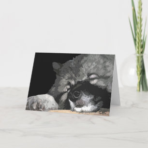 Keeshond any greeting card
