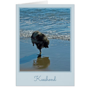 Keeshond Ballet Photograph - Cute Original Dog Art