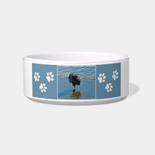 Keeshond Ballet Photograph - Cute Original Dog Art Bowl