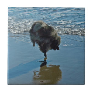 Keeshond Ballet Photograph - Cute Original Dog Art Ceramic Tile