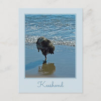 Keeshond Ballet Photograph - Cute Original Dog Art