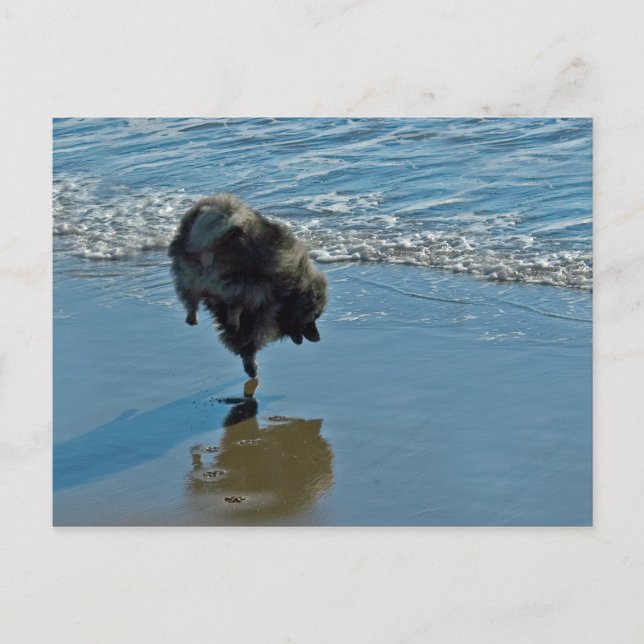 Keeshond Ballet Photograph - Cute Original Dog Art Postcard (Front)