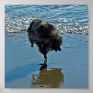 Keeshond Ballet Photograph - Cute Original Dog Art Poster