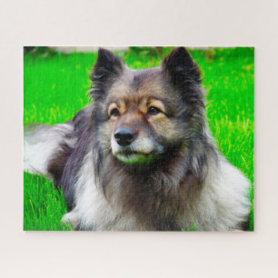 Keeshond Dog. Jigsaw Puzzle