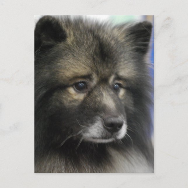 Keeshond Dog Postcard (Front)