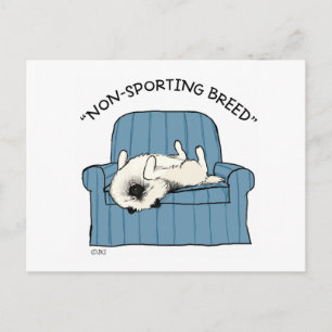 Keeshond "Non-Sporting Breed" Postcard