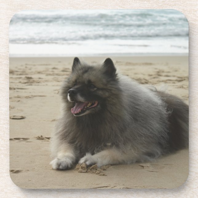 keeshond on beach.png coaster (Front)