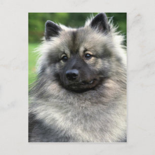 Keeshond Postcard