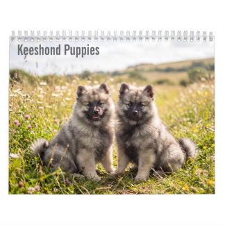 Keeshond Puppies 2027 Wall calendar