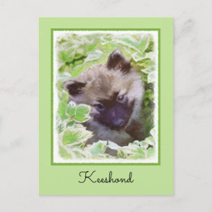 Keeshond Puppy in the Garden Painting Original Art Postcard