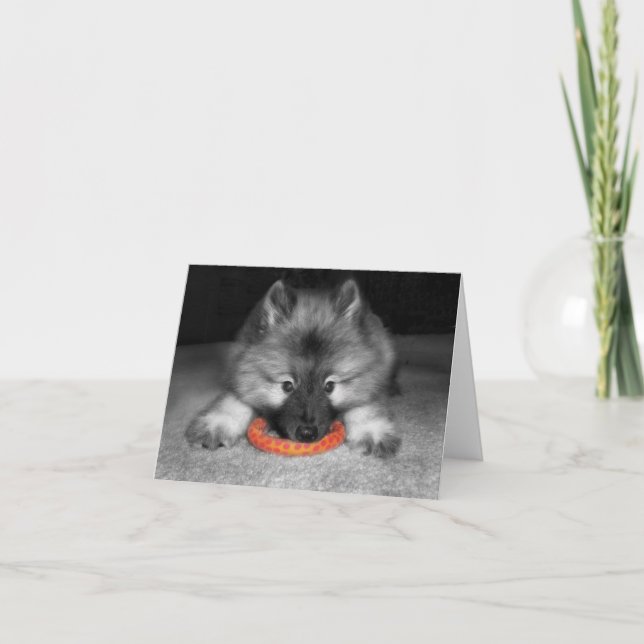Keeshond Puppy Note Card (Front)