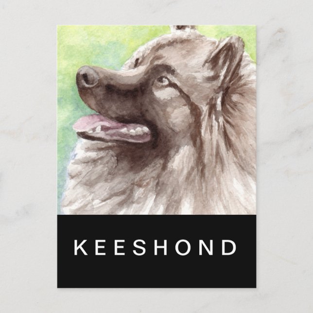 Keeshond Watercolor Portrait Postcard (Front)