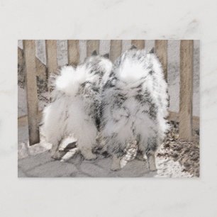 Keeshonds at the Gate Painting - Original Dog Art Postcard