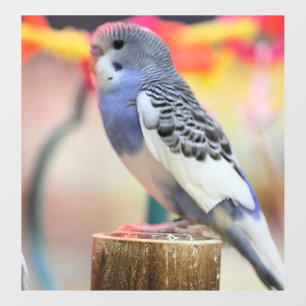 Keet
