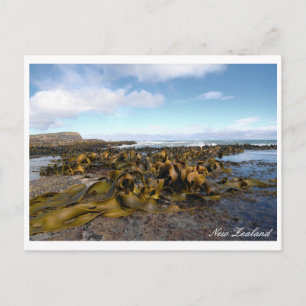 Kelp Coast, Rocky Scenery, New Zealand Postcard