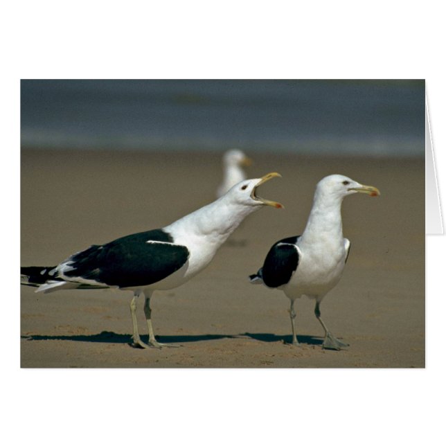 Kelp Gull (Front Horizontal)