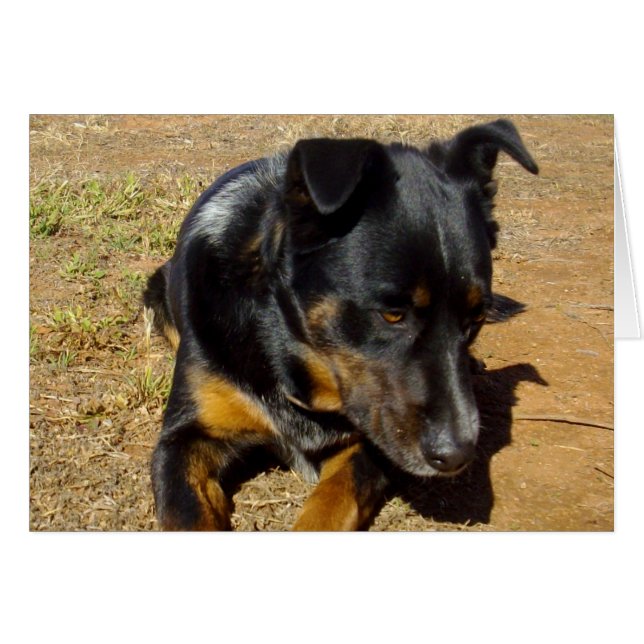 Kelpie_Farm_Life,_ (Front Horizontal)