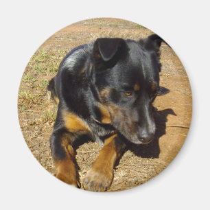 Kelpie_Farm_Life,_ Magnet