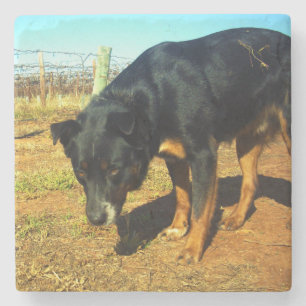 Kelpie Sooky Face, Stone Coaster