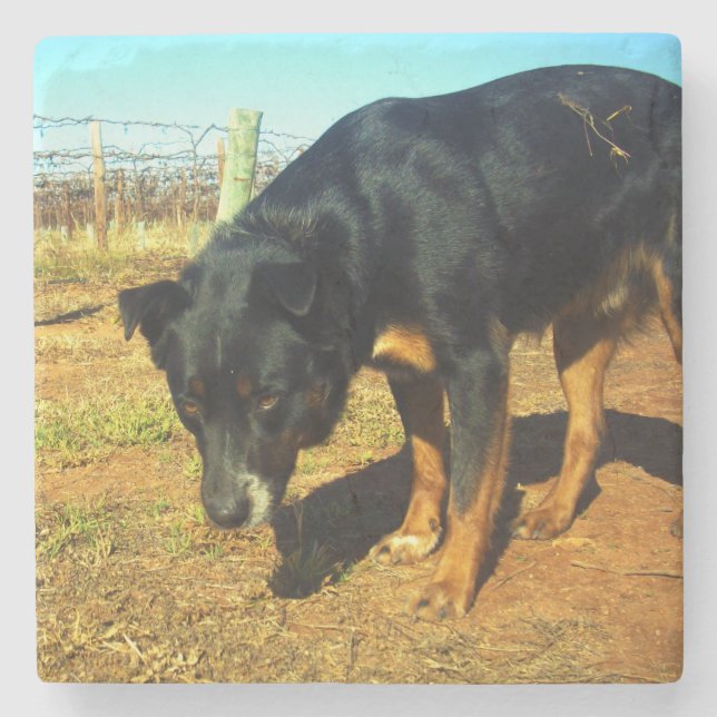 Kelpie Sooky Face,   Stone Coaster (Front)