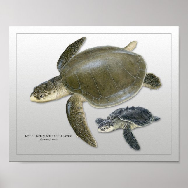 Kemp's Ridley Sea Turtle Adult and Juvenile Print (Front)