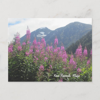 Kenai Peninsula, Alaska Postcard