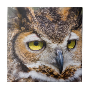 Kendall County, Texas. Great Horned Owl Ceramic Tile