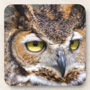 Kendall County, Texas. Great Horned Owl Coaster
