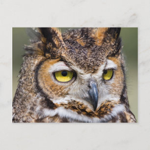 Kendall County, Texas. Great Horned Owl Postcard