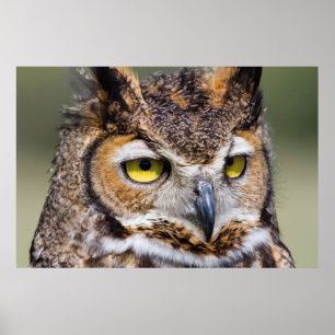Kendall County, Texas. Great Horned Owl Poster
