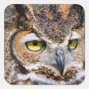 Kendall County, Texas. Great Horned Owl Square Sticker