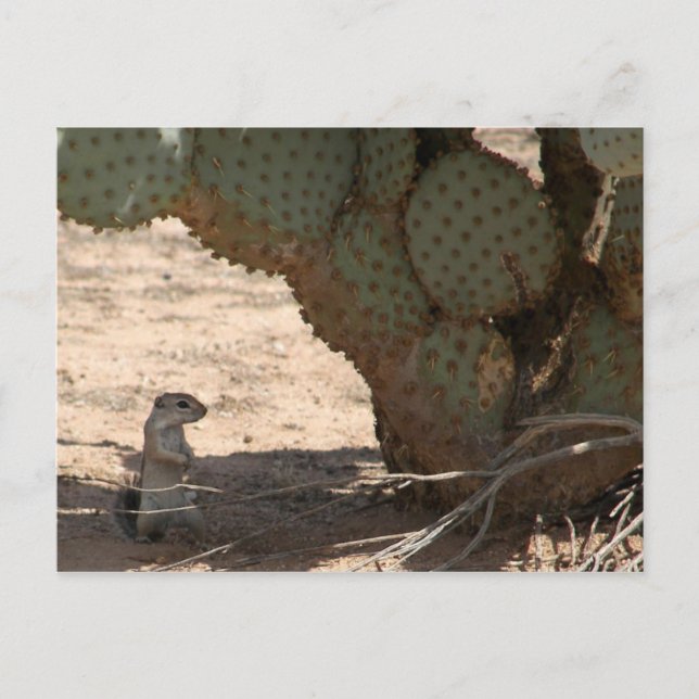 Kenny's Critter Postcard (Front)