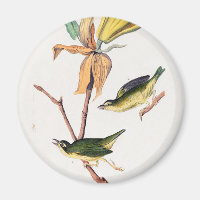 Kentucky Fly-catching Warbler Birds Illustration