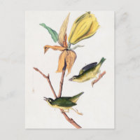 Kentucky Fly-catching Warbler Birds Illustration